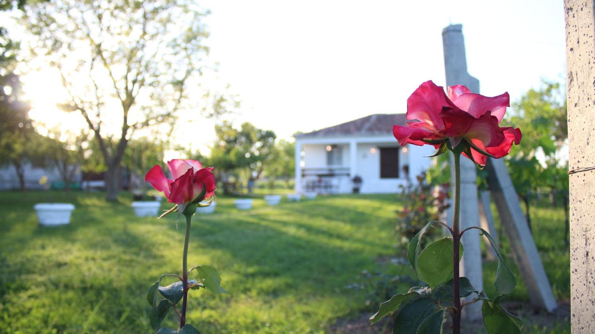 "Per Mik" Cottage In Vineyard Шкодер Экстерьер фото